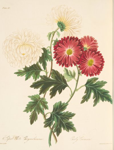 Superb White Chrysanthemum and Early Red, from Floral Illustrations of the Seasons, pub. 1829 by Margaret Roscoe