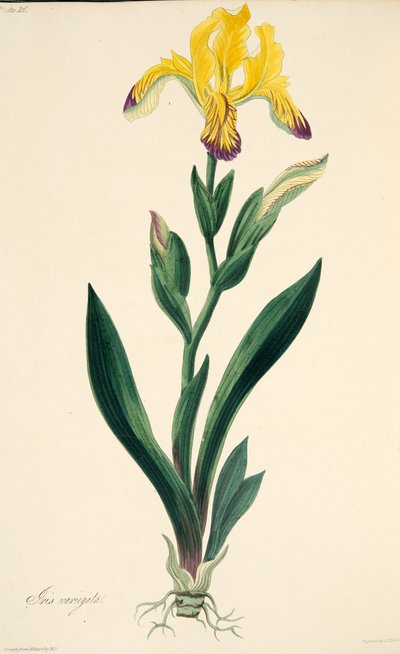 Variegated Iris, from Floral Illustrations of the Seasons by Margaret Roscoe