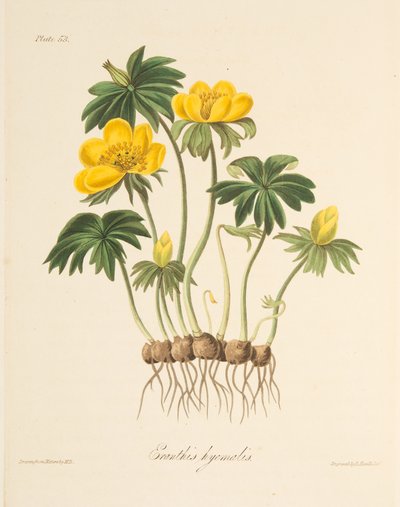 Winter Aconite, from Floral Illustrations of the Seasons, pub. 1829 by Margaret Roscoe