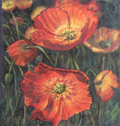 First poppies by Margo Starkey