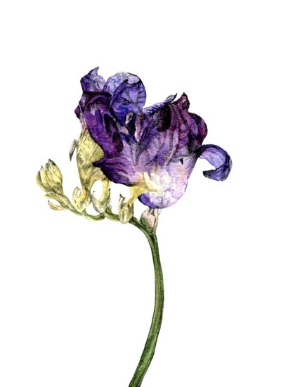 Freesia Flower by Maria Basea