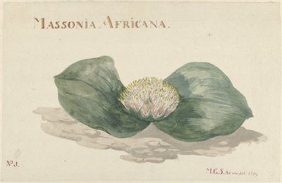 Flower Massonia Africana by Maria Geertruida Barbiers Snabilié