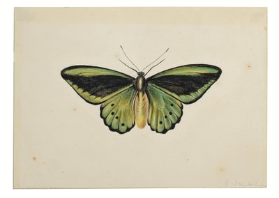 Butterfly, Common Green Birdwing (Ornithoptera priamus) by Maria Margaretha van Os