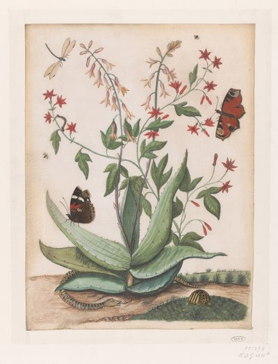 Butterflies, a Snake, and a Turtle Around a Blooming Agave by Maria Moninckx