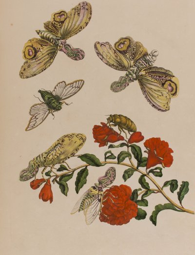 Illustration from 