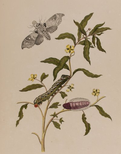 Illustration from 
