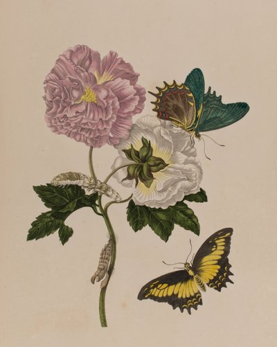 Illustration from 