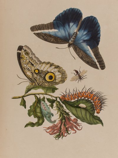 Illustration from 