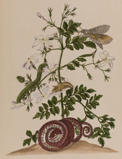 Illustration from 