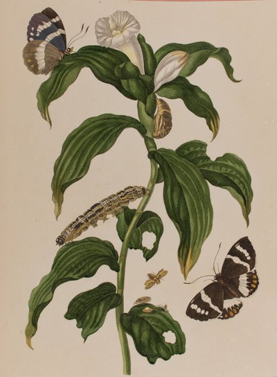 Illustration from 