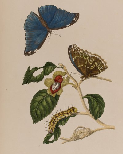 Illustration from 