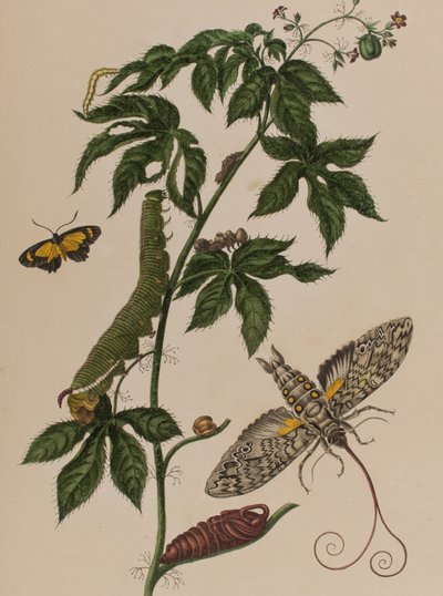 Illustration from 