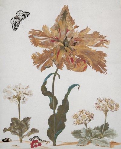 A Parrot Tulip, Auriculas, Red Currants, with a Magpie Moth, its caterpillar and pupa by Maria Sibylla Merian