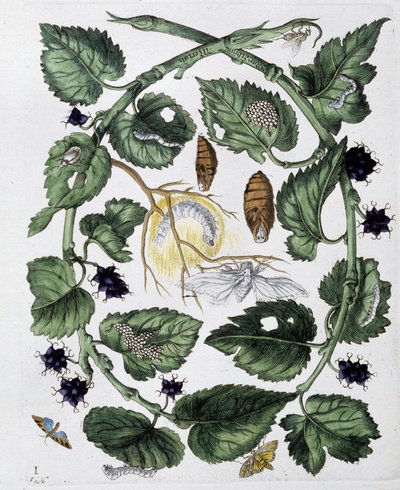 Butterflies and Chrysalis - Drawing by Maria Sibylla Merian, n.d., approx. late 18th century by Maria Sibylla Merian