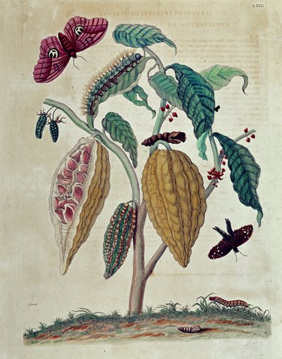 Cocoa - in "General History of Insects of Suriname and All Europe" by Maria Sibylla Merian by Maria Sibylla Merian