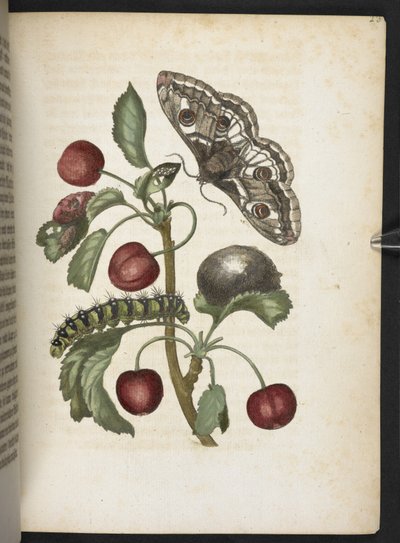 The Caterpillar