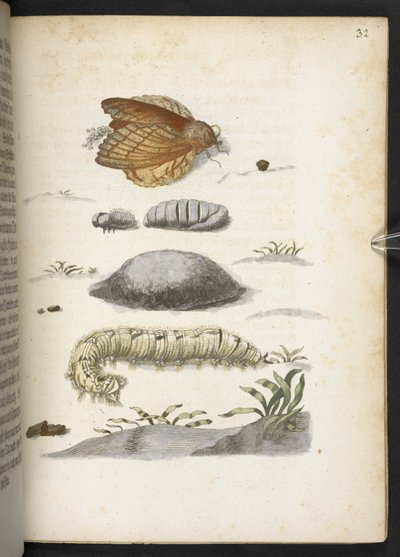 The Caterpillar