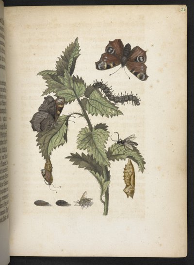 The Caterpillar