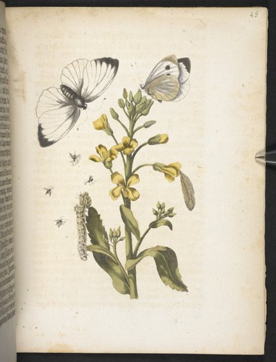 The Wonderful Transformation of Caterpillars and Their Strange Flower Food by Maria Sibylla Merian