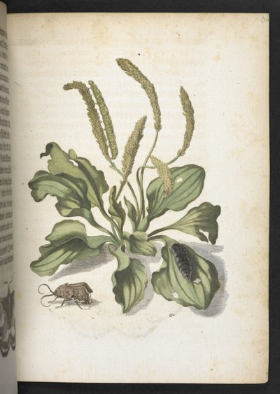 The Wonderful Transformation of Caterpillars and Their Strange Flower Food by Maria Sibylla Merian