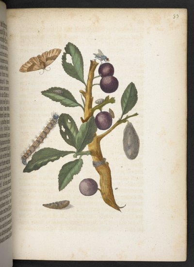 The Wonderful Transformation of Caterpillars and Their Strange Flower Food by Maria Sibylla Merian