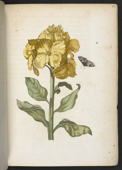 The Caterpillar