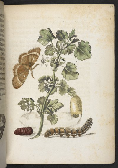 The Caterpillar