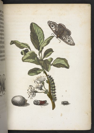 The Caterpillar
