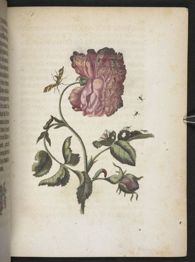The Caterpillar
