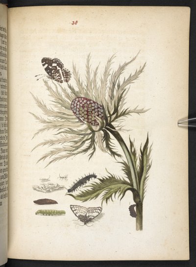 The Wonderful Transformation and Strange Flower-Food of Caterpillars by Maria Sibylla Merian