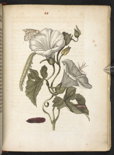 The Wonderful Transformation and Strange Flower-Food of Caterpillars by Maria Sibylla Merian