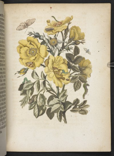 The Wonderful Transformation and Strange Flower-Food of Caterpillars by Maria Sibylla Merian