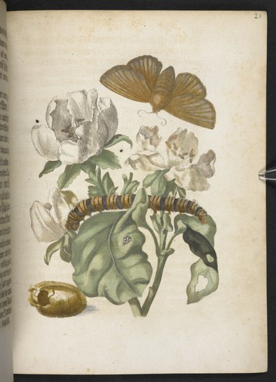 The Wonderful Transformation and Strange Flower-Food of Caterpillars by Maria Sibylla Merian