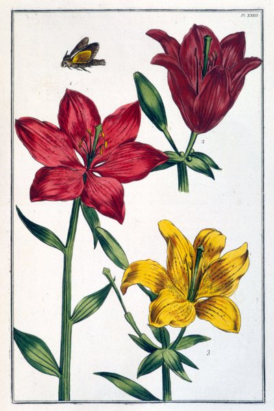 Red Lily - in 