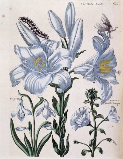 Lys (Lily) white right and long-leaf edge - in Histoire Générale des Insects de Surinam et de Toute l