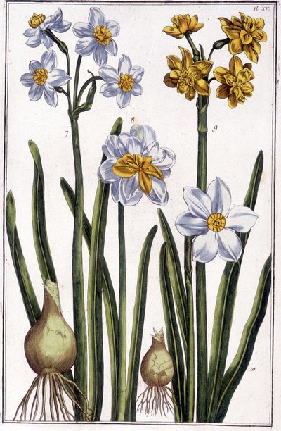 Narcissus - in Histoire Générale des Insects de Surinam et de Toute l
