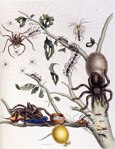 Various Arachnids from South America by Maria Sibylla Merian