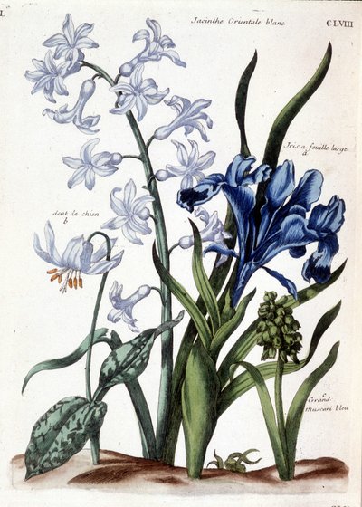 White Oriental Hyacinth, Large Leaf Iris, Dog Tooth, Large Blue Muscari - in 