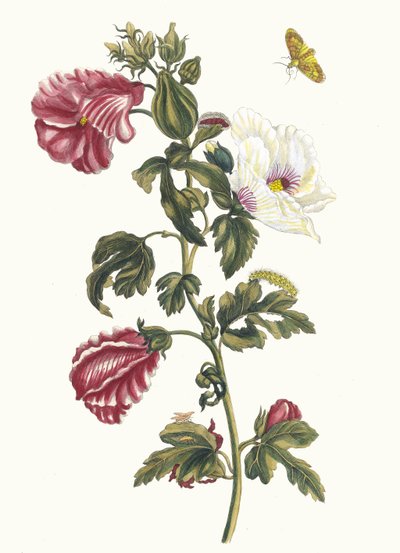 Althea. From the Book Metamorphosis Insectorum Surinamensium by Maria Sibylla Merian