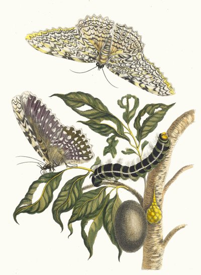 Arbre de gomme-gutte. From the Book Metamorphosis insectorum Surinamensium by Maria Sibylla Merian