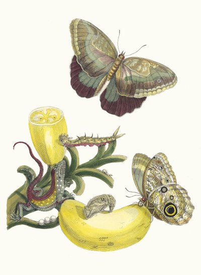 Baccores. From the Book Metamorphosis insectorum Surinamensium, 1705 by Maria Sibylla Merian