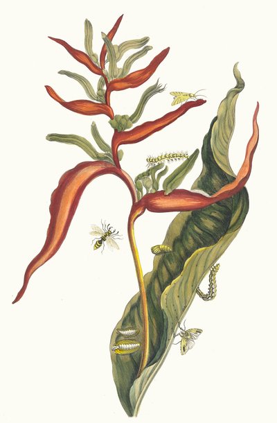 Ballia from the Book Metamorphosis Insectorum Surinamensium, 1705 by Maria Sibylla Merian