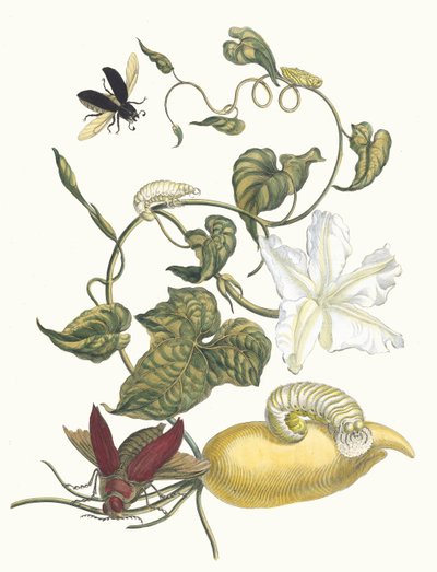 Battattes. From the Book Metamorphosis Insectorum Surinamensium by Maria Sibylla Merian