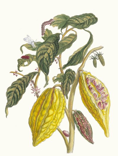 Cacao. From the Book Metamorphosis Insectorum Surinamensium, 1705 by Maria Sibylla Merian