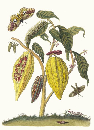 Cacao. From the Book Metamorphosis insectorum Surinamensium, 1705 by Maria Sibylla Merian