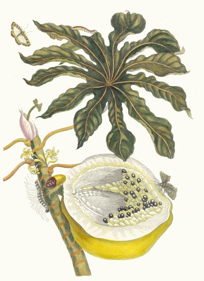 Carica papaya. From the Book Metamorphosis insectorum Surinamensium by Maria Sibylla Merian