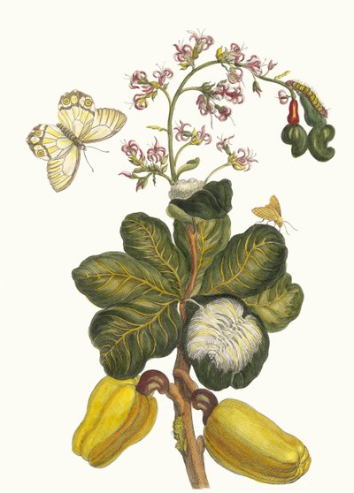 Caschou. From the Book Metamorphosis Insectorum Surinamensium by Maria Sibylla Merian