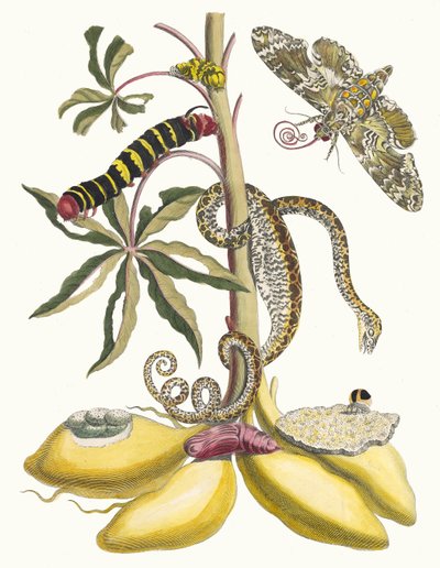 Cassave. From the Book Metamorphosis insectorum Surinamensium, 1705 by Maria Sibylla Merian