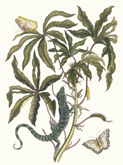 Cassava, From the Book Metamorphosis Insectorum Surinamensium by Maria Sibylla Merian