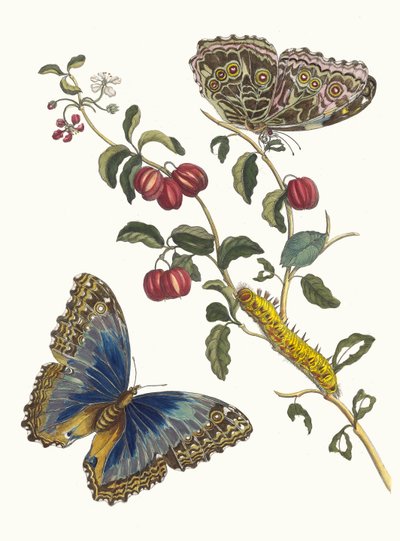 American Cherries. From the Book Metamorphosis insectorum Surinamensium by Maria Sibylla Merian
